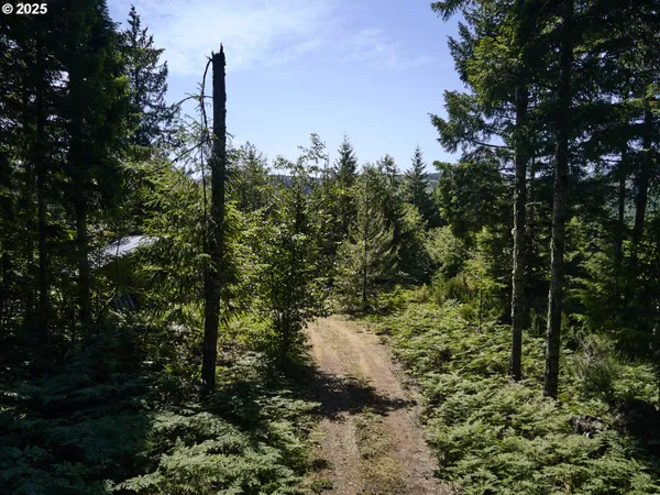 a view of a yard with a tree