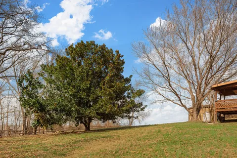 a view of a yard with large trees