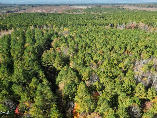 a view of a lush green forest