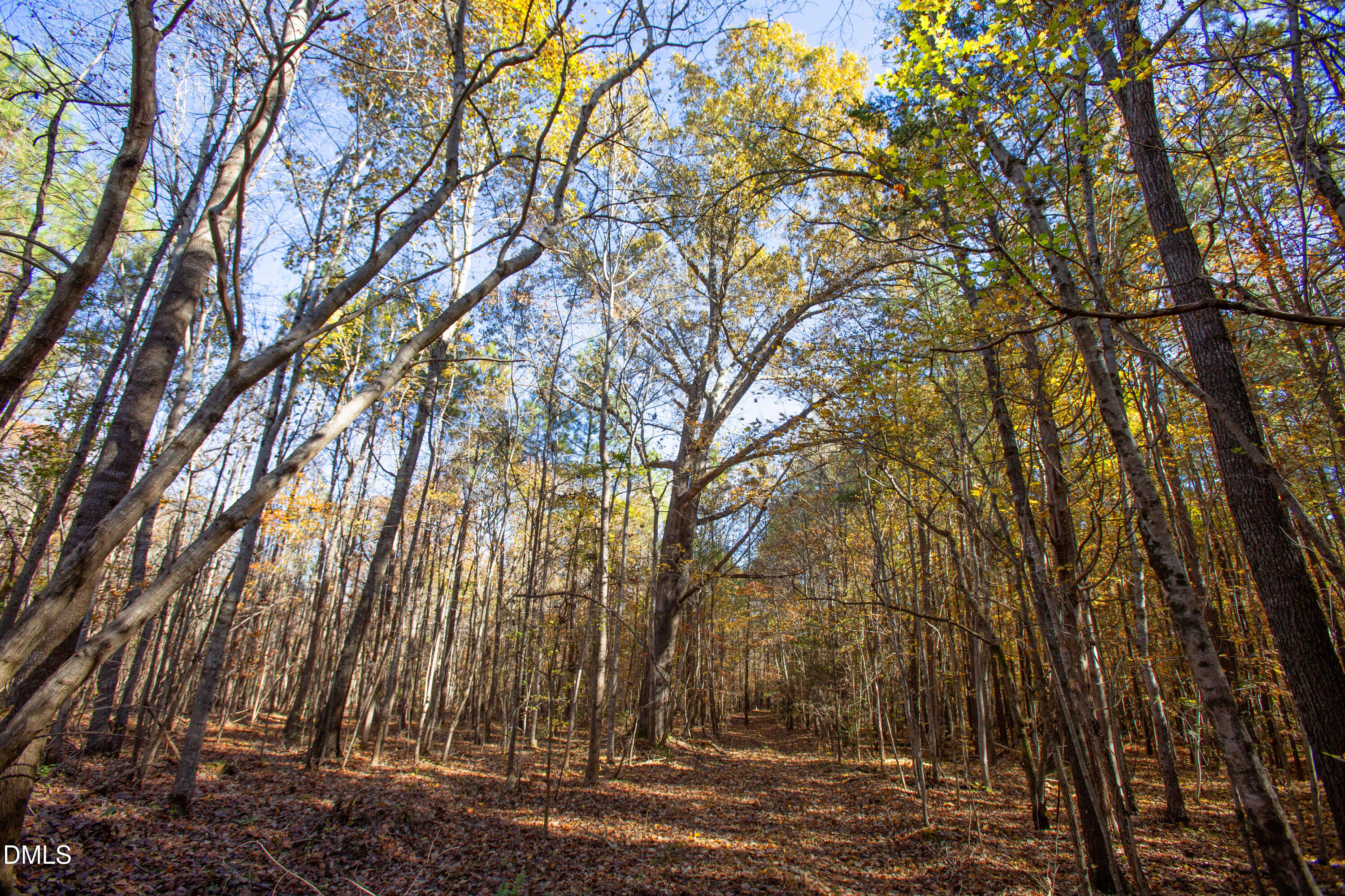 0 Blacks Road Macon, NC 27551 - Photo 13 of 15 a view of outdoor space with lots of trees
