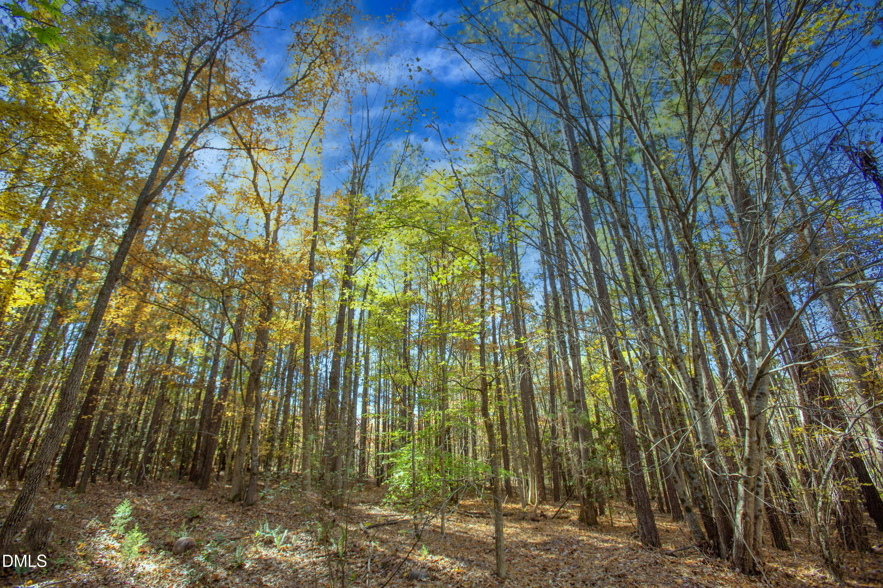0 Blacks Road Macon, NC 27551 - Photo 6 of 15 a view of yard