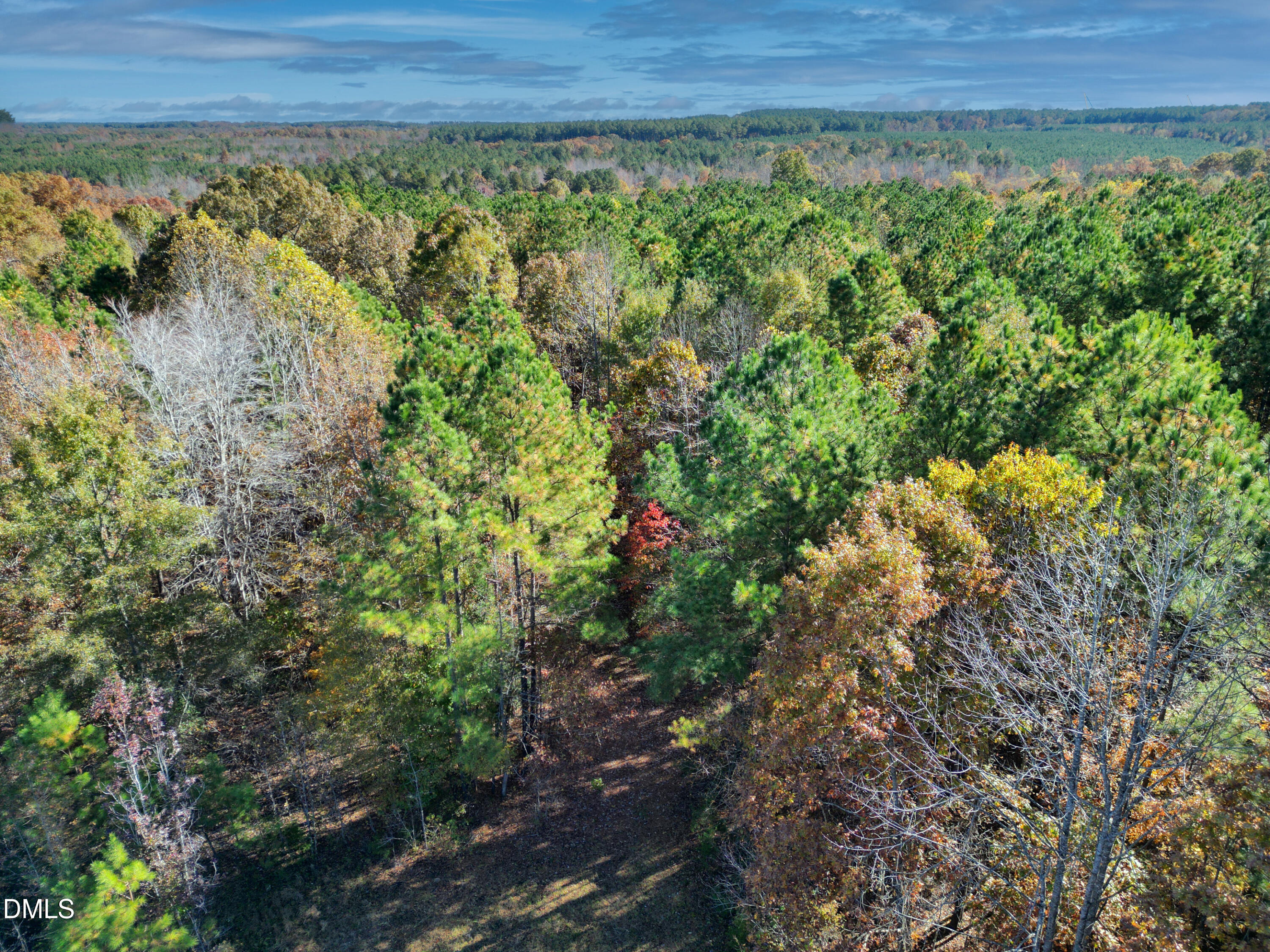 0 Blacks Road Macon, NC 27551 - Photo 10 of 15 a view of a lush green forest with lots of trees