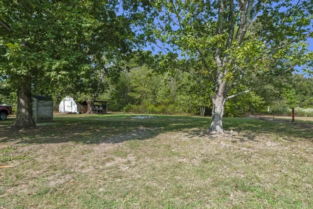 a view of a tree in a yard