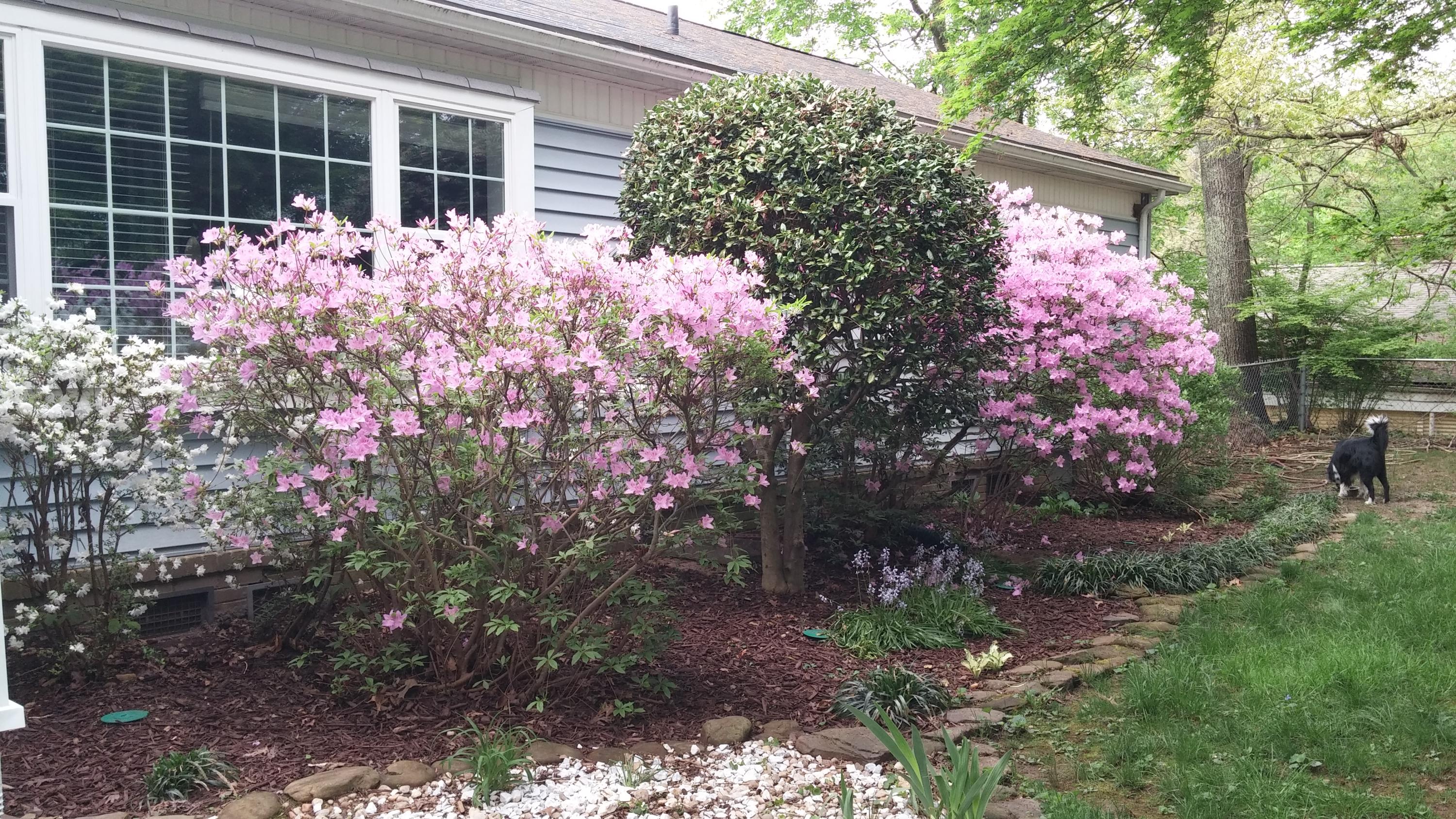 102 East Malta Road Oak Ridge, TN 37830 - Photo 4 of 21 azaleas