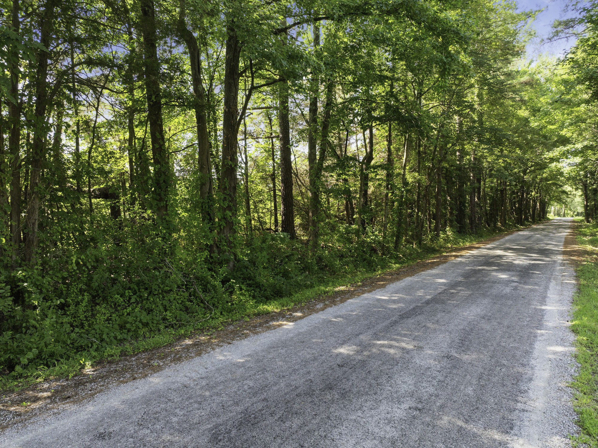 0 Spence Store Loop Holladay, TN 38341 - Photo 13 of 15 a view of a road with plants and trees