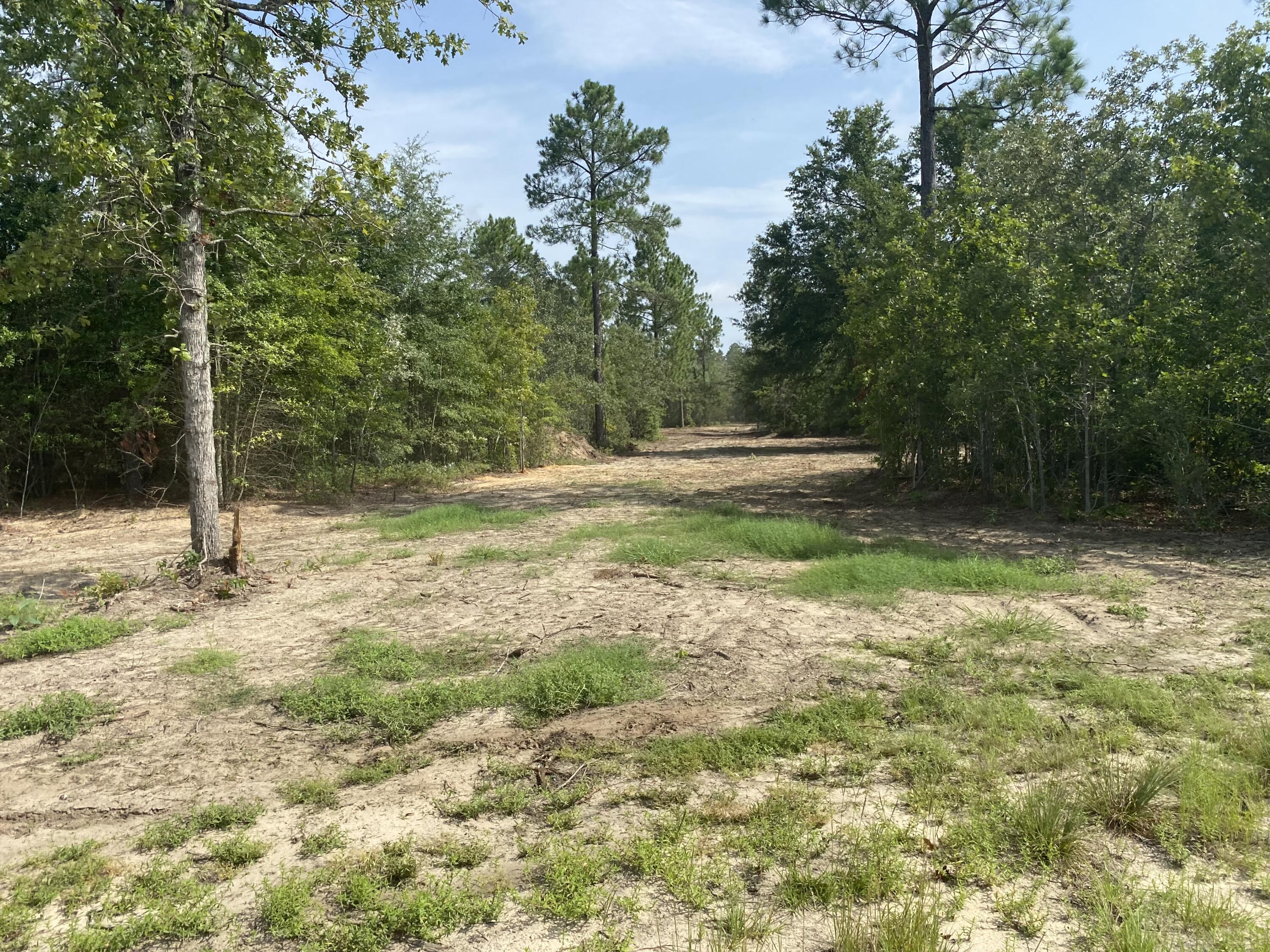 14-acres 14-acres Pearl Bonnet Road Windsor, SC 29856 - Photo 3 of 10
