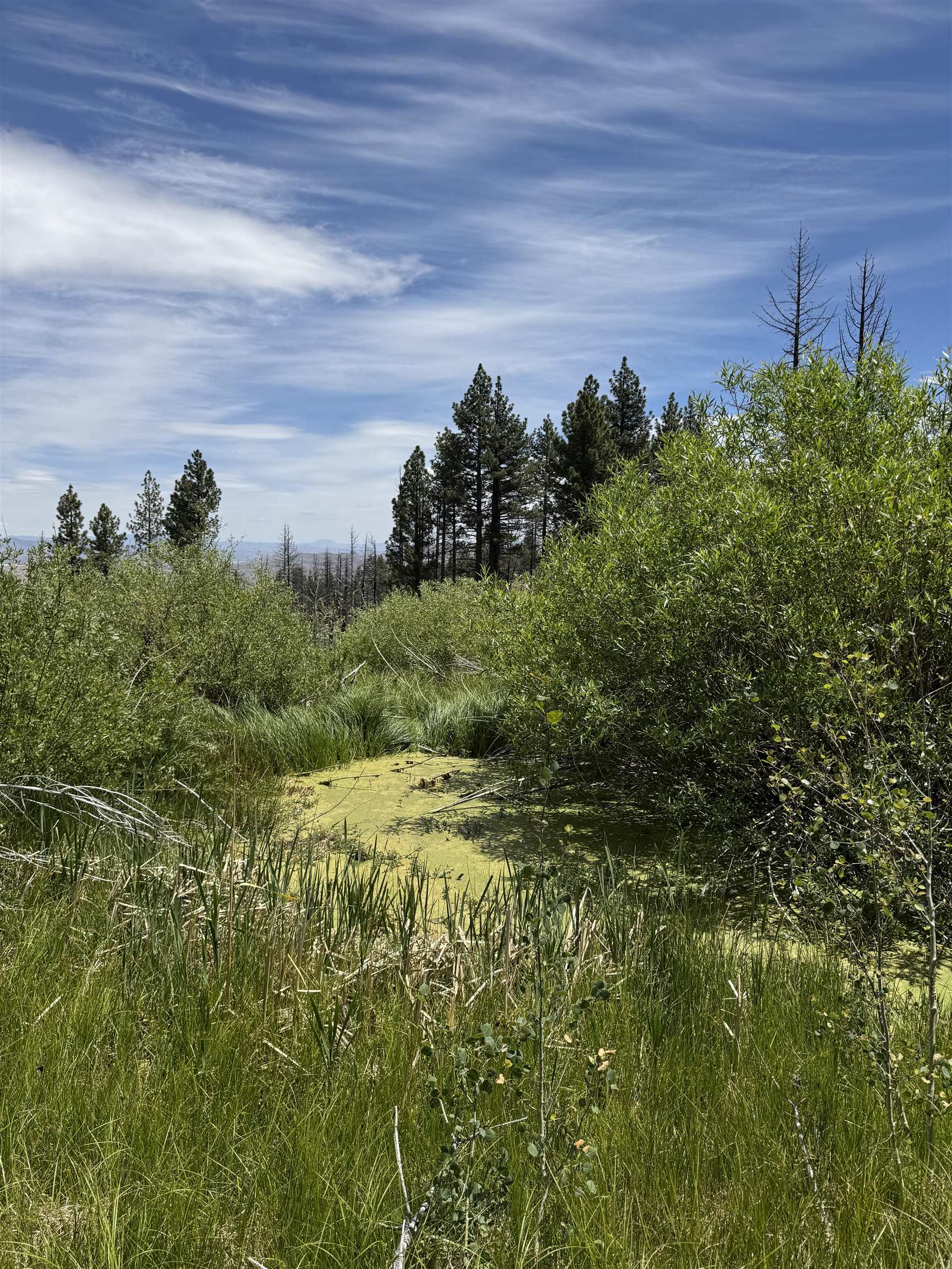 434-100 Diamond Mountain Road Doyle, CA 96109 - Photo 49 of 57