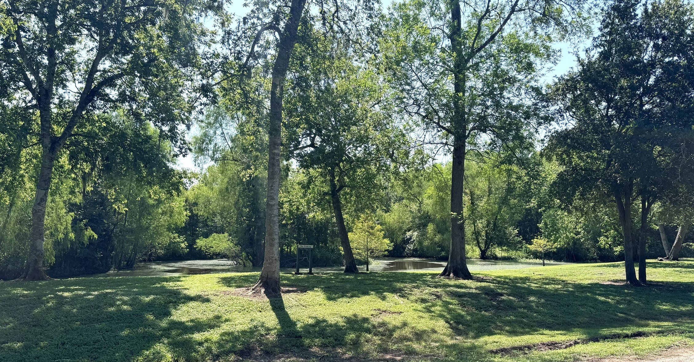 30934 Riverlake Road Fulshear, TX 77441 - Photo 15 of 21 a view of a backyard with large trees