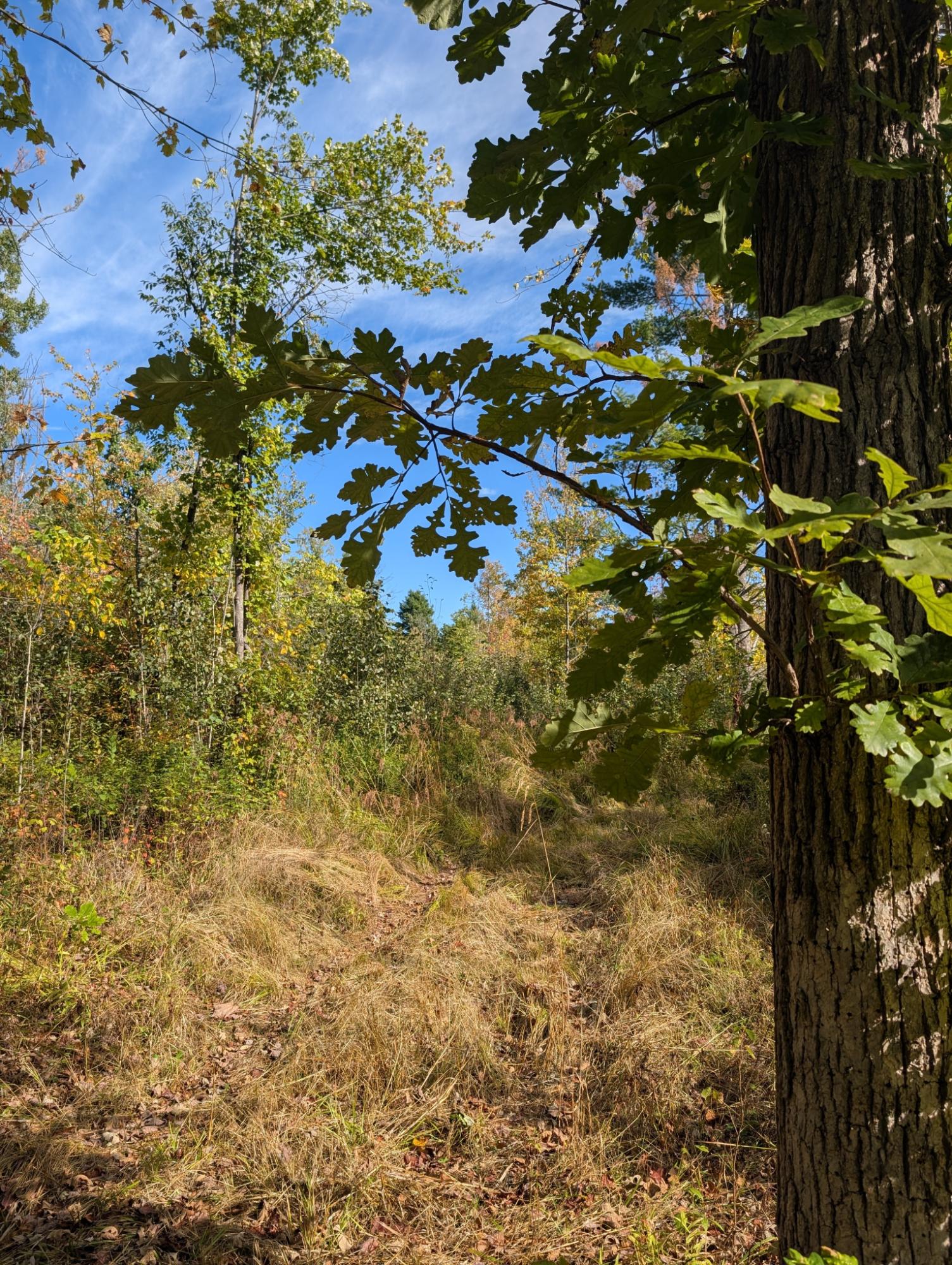 Off Birch Lake Road Exeland, WI 54835 - Photo 31 of 44 Gallery Image 31