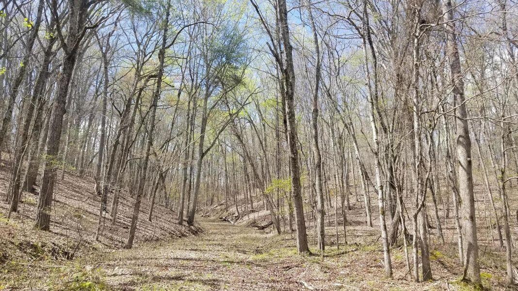 843 Spruce Willow & Maple Spring Spring City, TN 37381 - Photo 3 of 8 Gallery Image 3