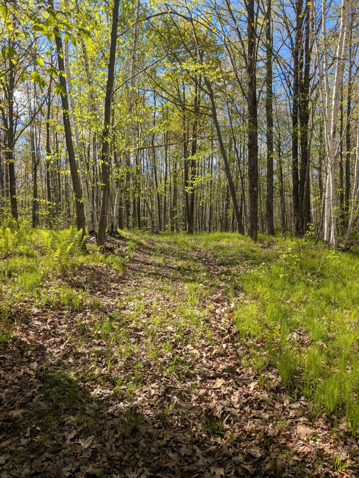0 Spring Road Ogema, WI 54459 - Photo 16 of 52 Gallery Image 16