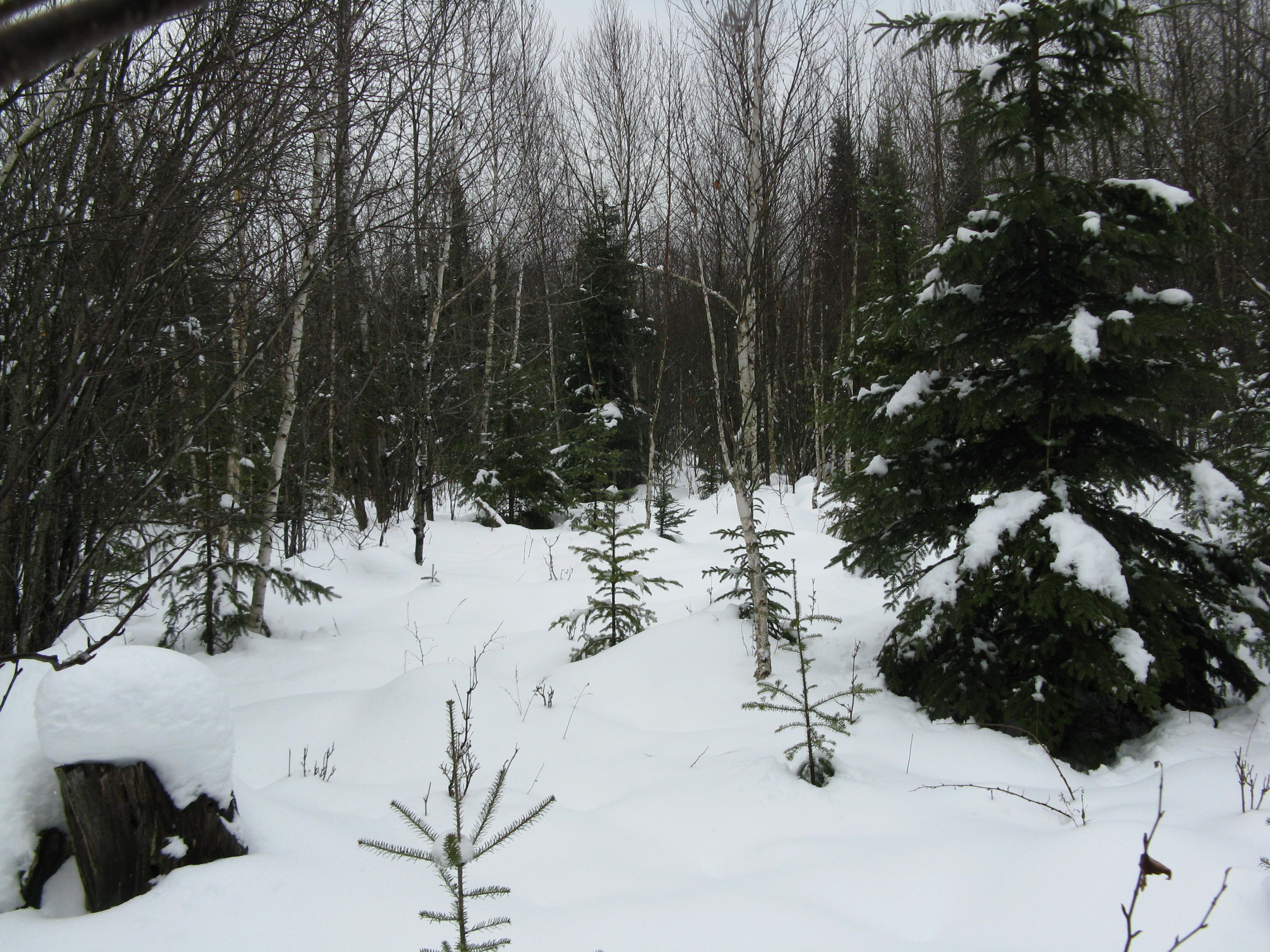 0 Sparr Road Gaylord, MI 49735 - Photo 2 of 6 Gallery Image 2