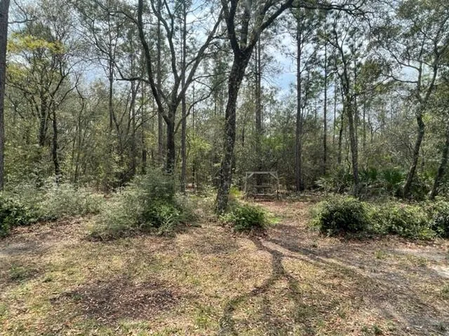 a view of a forest with trees in the background