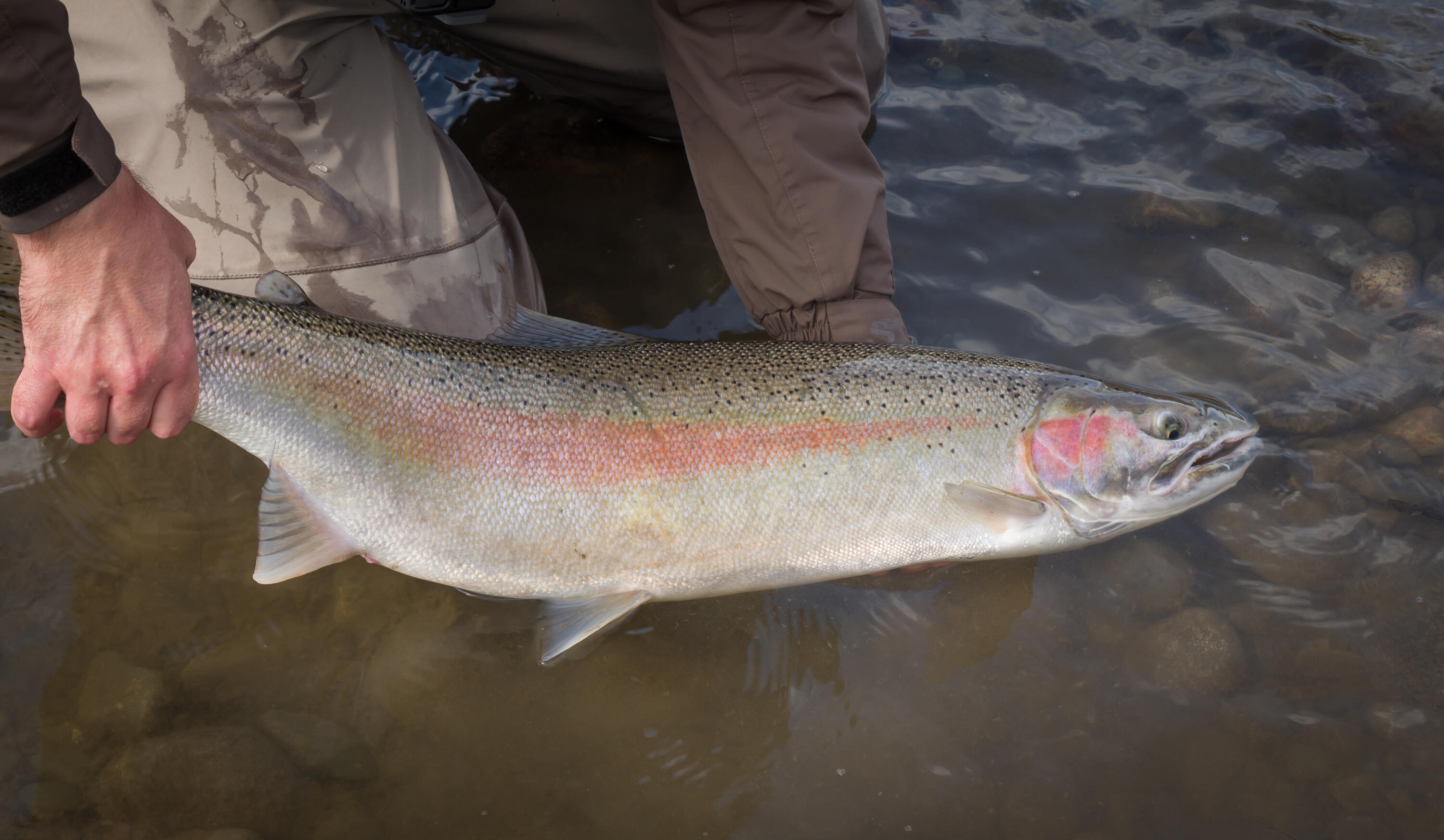 2995 Goose Ranch Road Lewiston, CA 96052 - Photo 58 of 60 Beautiful Steelhead
