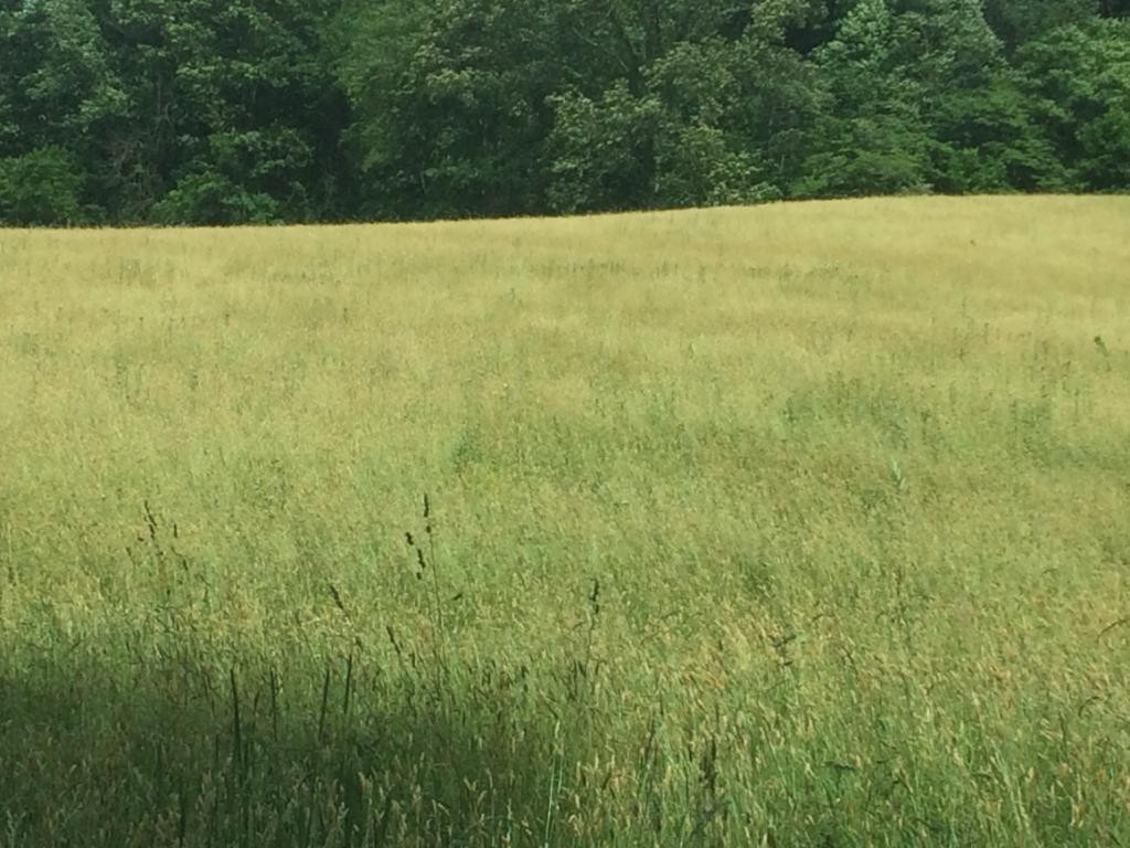 0 Buckingham Road Gray, TN 37615 - Photo 1 of 6 Photo 1