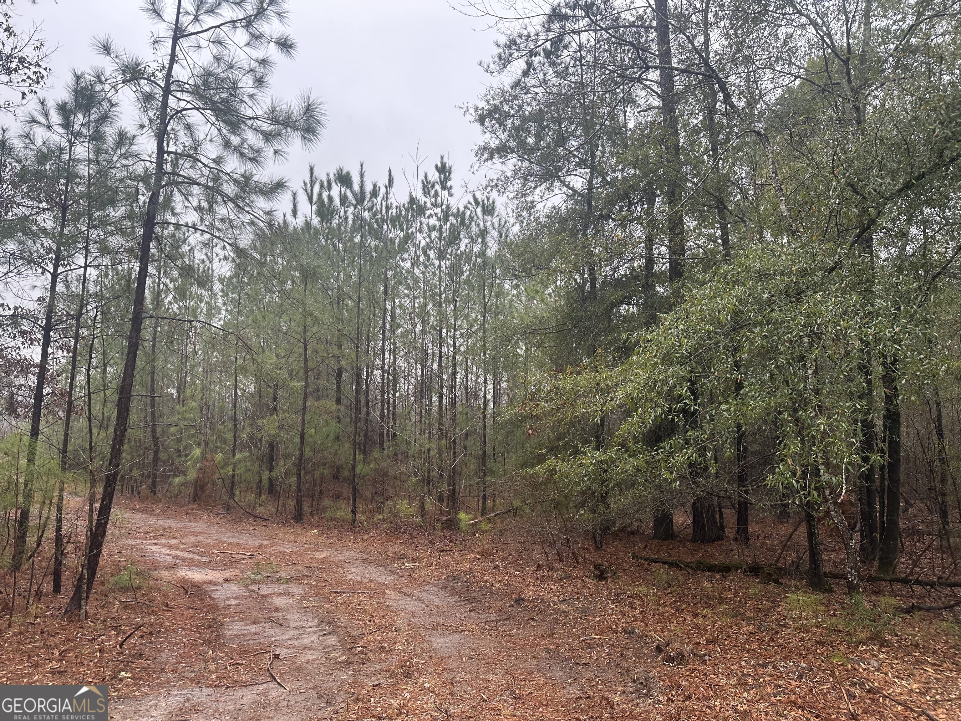 a view of a forest with trees in the background