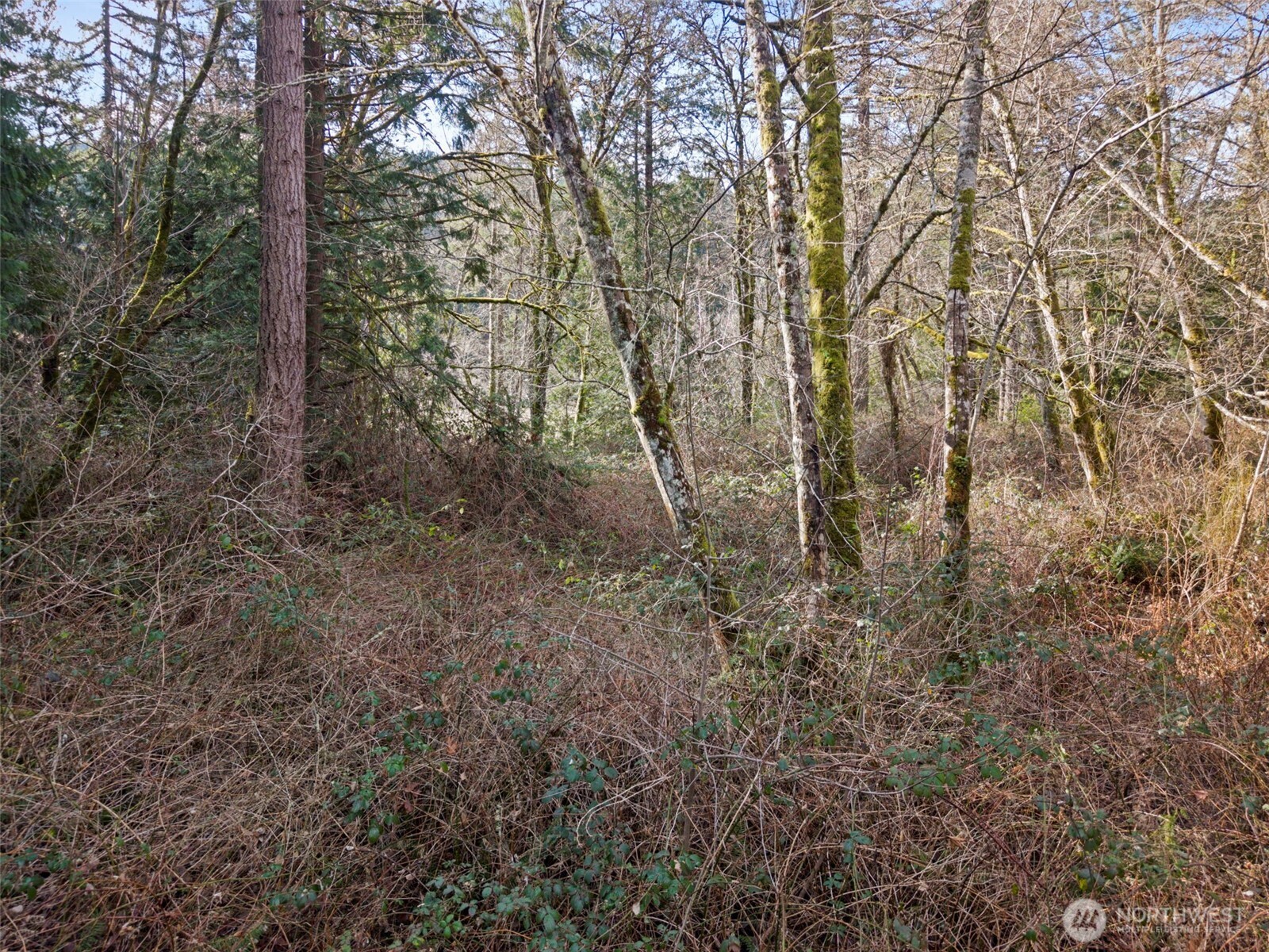 0 Olalla Valley Road Southeast Olalla, WA 98359 - Photo 11 of 14