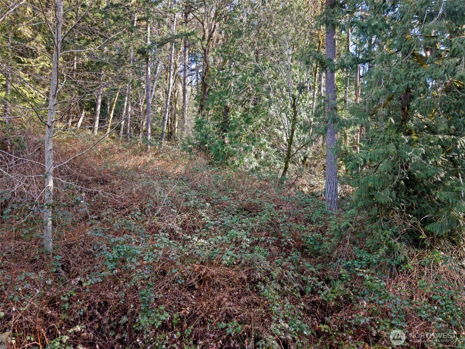 0 Olalla Valley Road Southeast Olalla, WA 98359 - Photo 12 of 14
