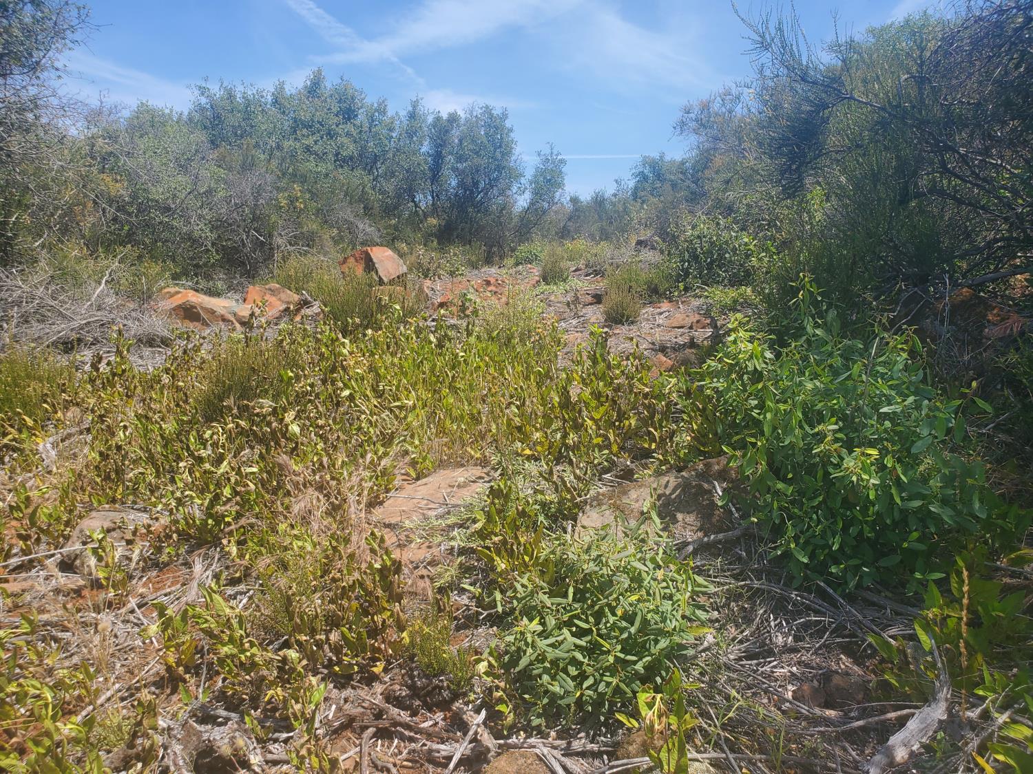1190 Jurgens Road Rescue, CA 95672 - Photo 8 of 29 a view of a forest with a forest