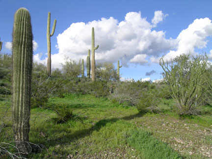 7654 East Long Rifle Road, Unit 122 Carefree, AZ 85377 - Photo 3 of 6 Additional Photo