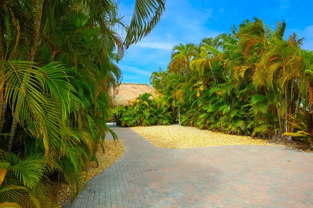 a view of a yard with a plant