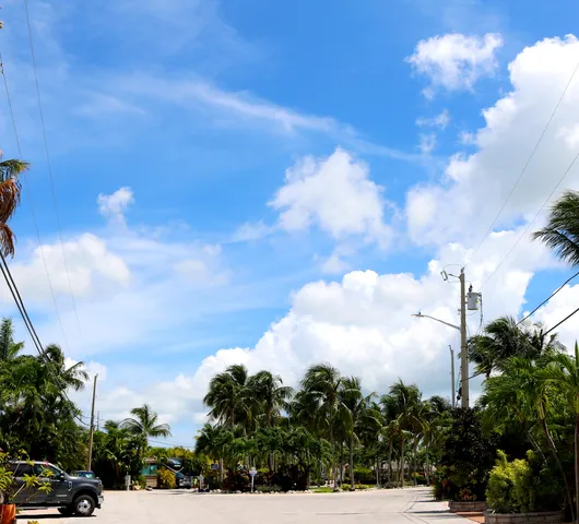 a view of a yard with palm trees
