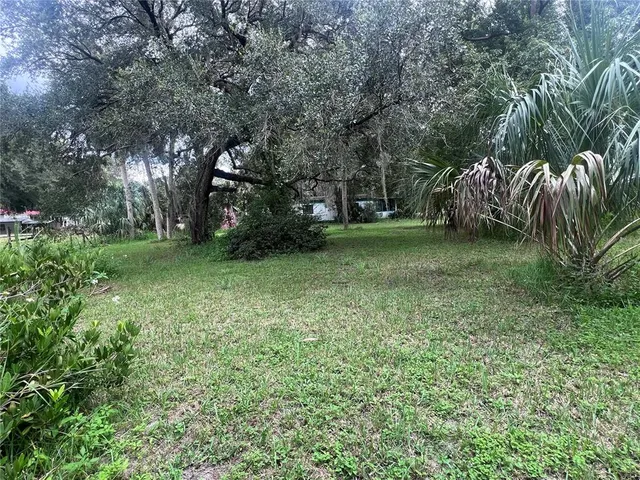 a view of a trees with a yard