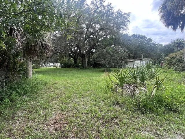 a view of a trees in a yard