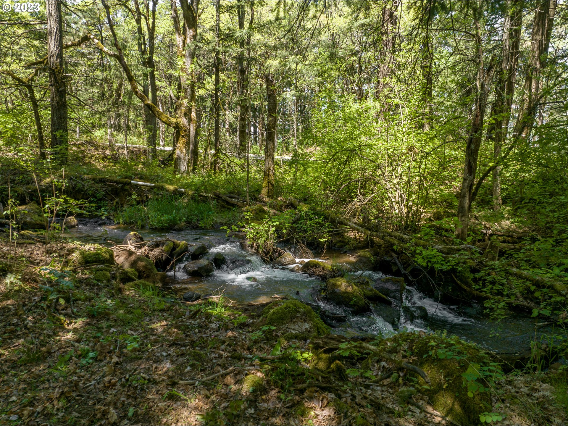 455 Country Club Road Hood River, OR 97031 - Photo 1 of 36 a view of a forest with large trees