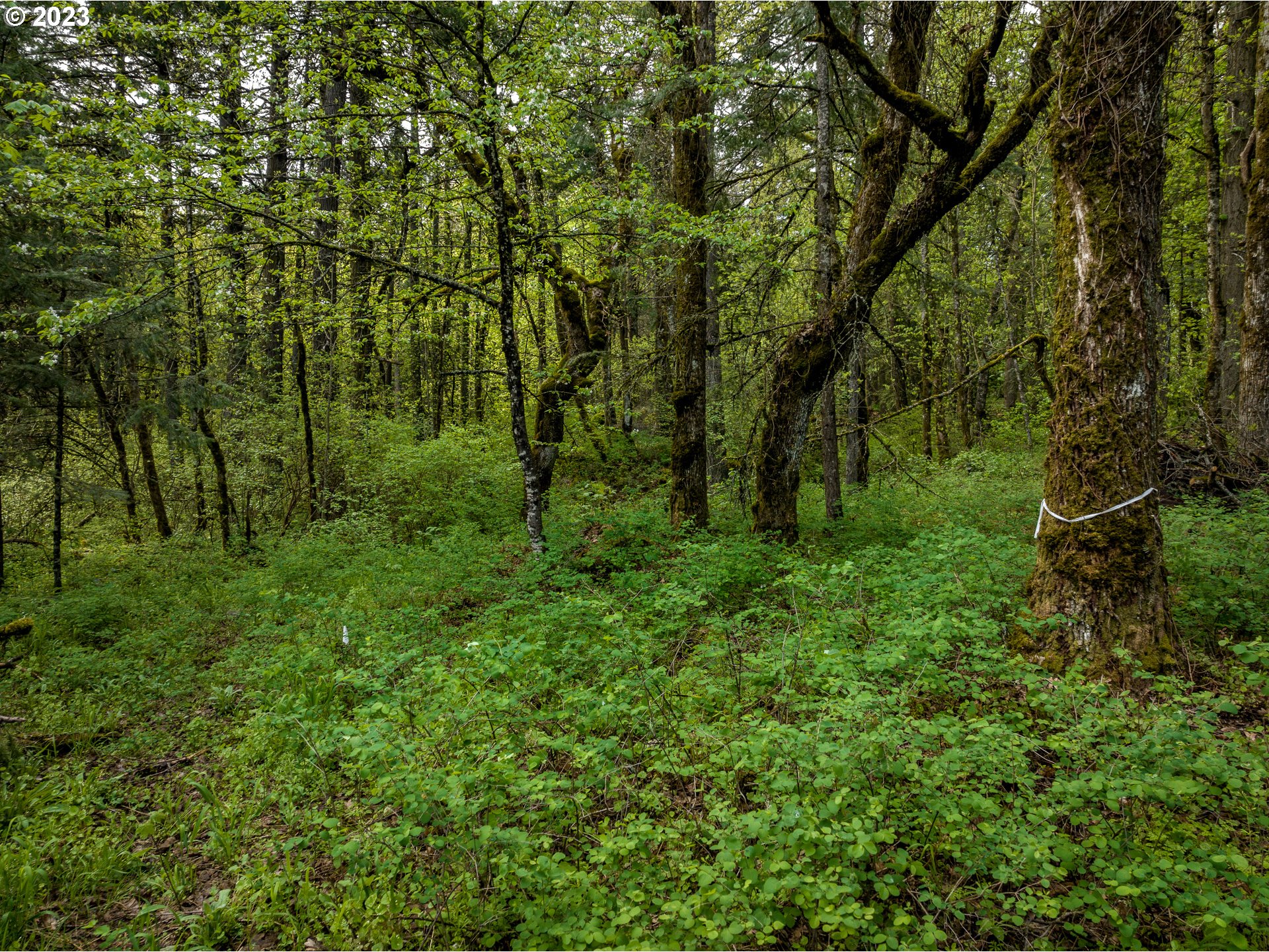 455 Country Club Road Hood River, OR 97031 - Photo 15 of 36 a view of a lush green forest