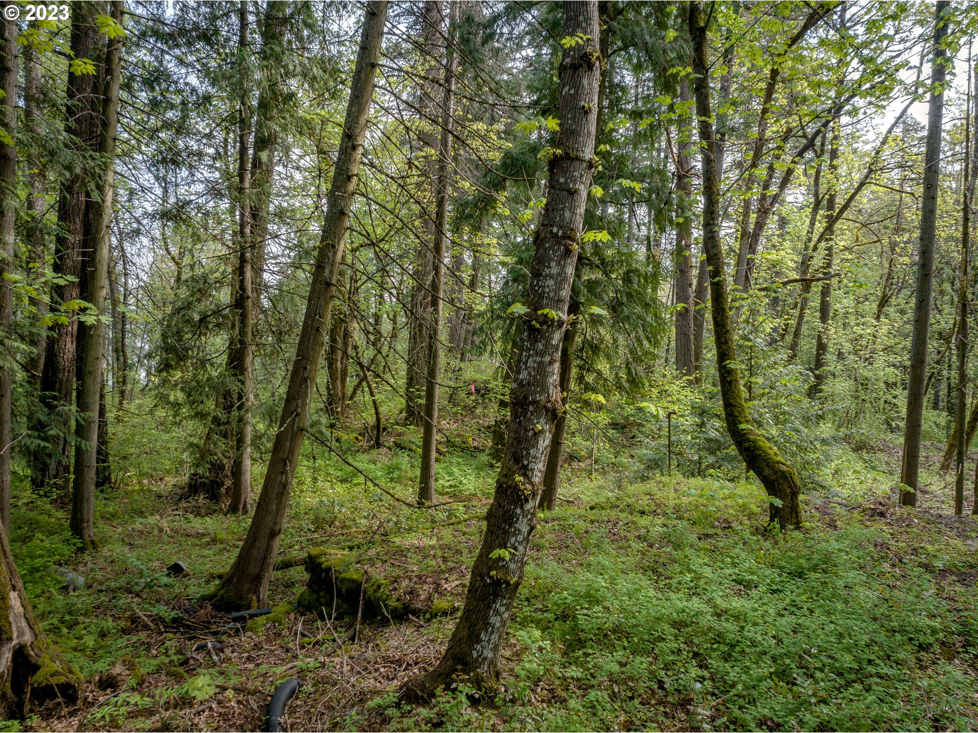 455 Country Club Road Hood River, OR 97031 - Photo 7 of 36 a view of a lush green forest