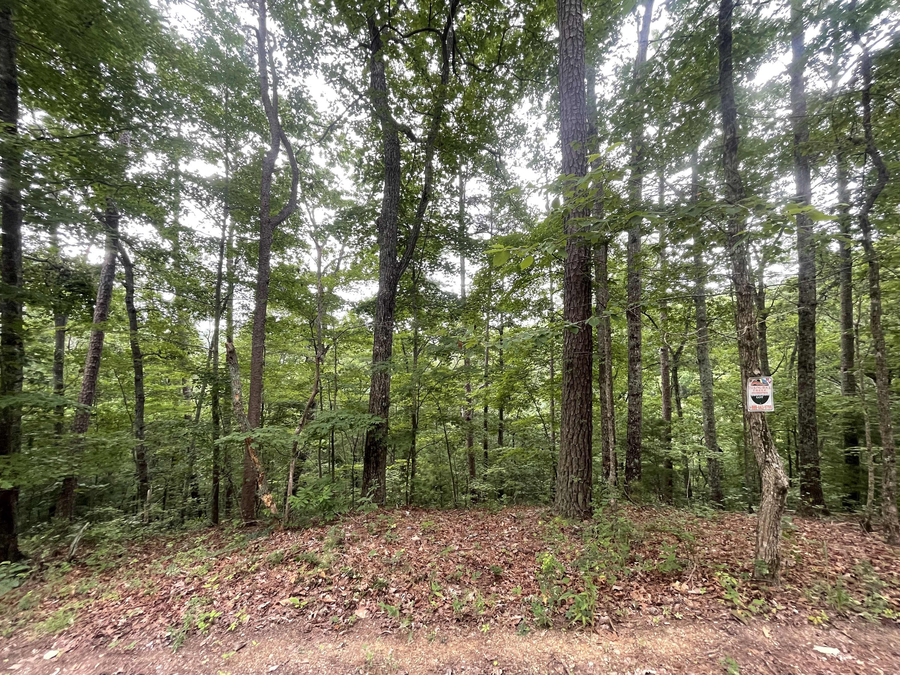 871 Bolster Lane Northeast Ranger, GA 30734 - Photo 4 of 12 a view of a forest