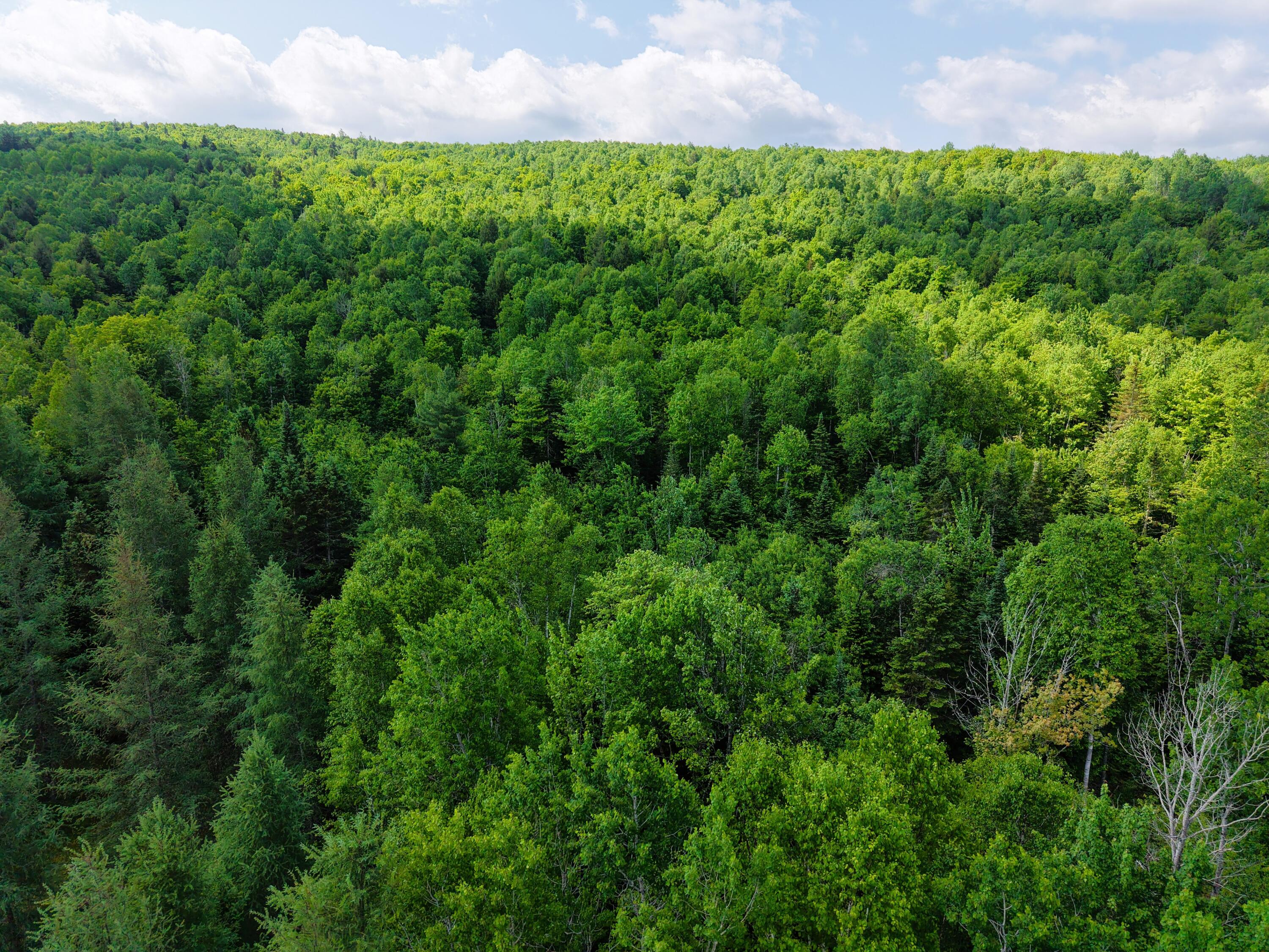 785 Carrying Place Road New Portland, ME 04961 - Photo 57 of 60 DJI_20250611095640_0021_D