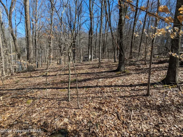 a view of a yard with trees