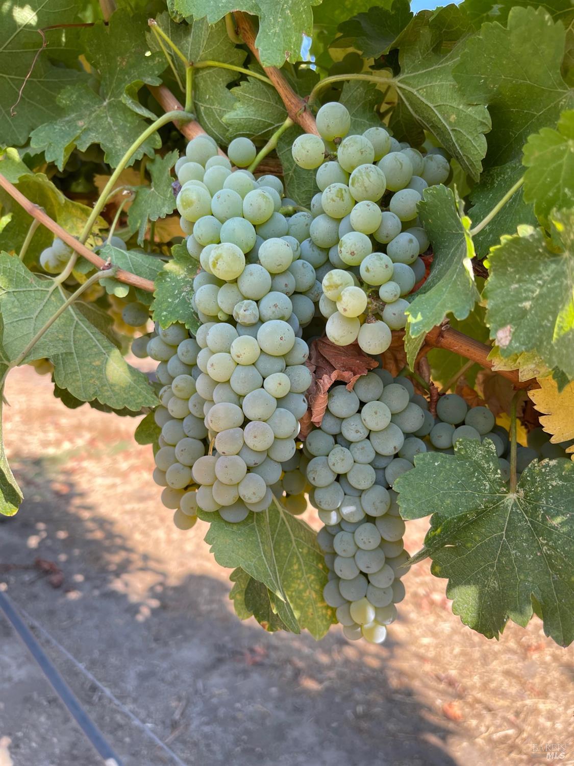 8320 Franz Valley Road Calistoga, CA 94515 - Photo 66 of 78