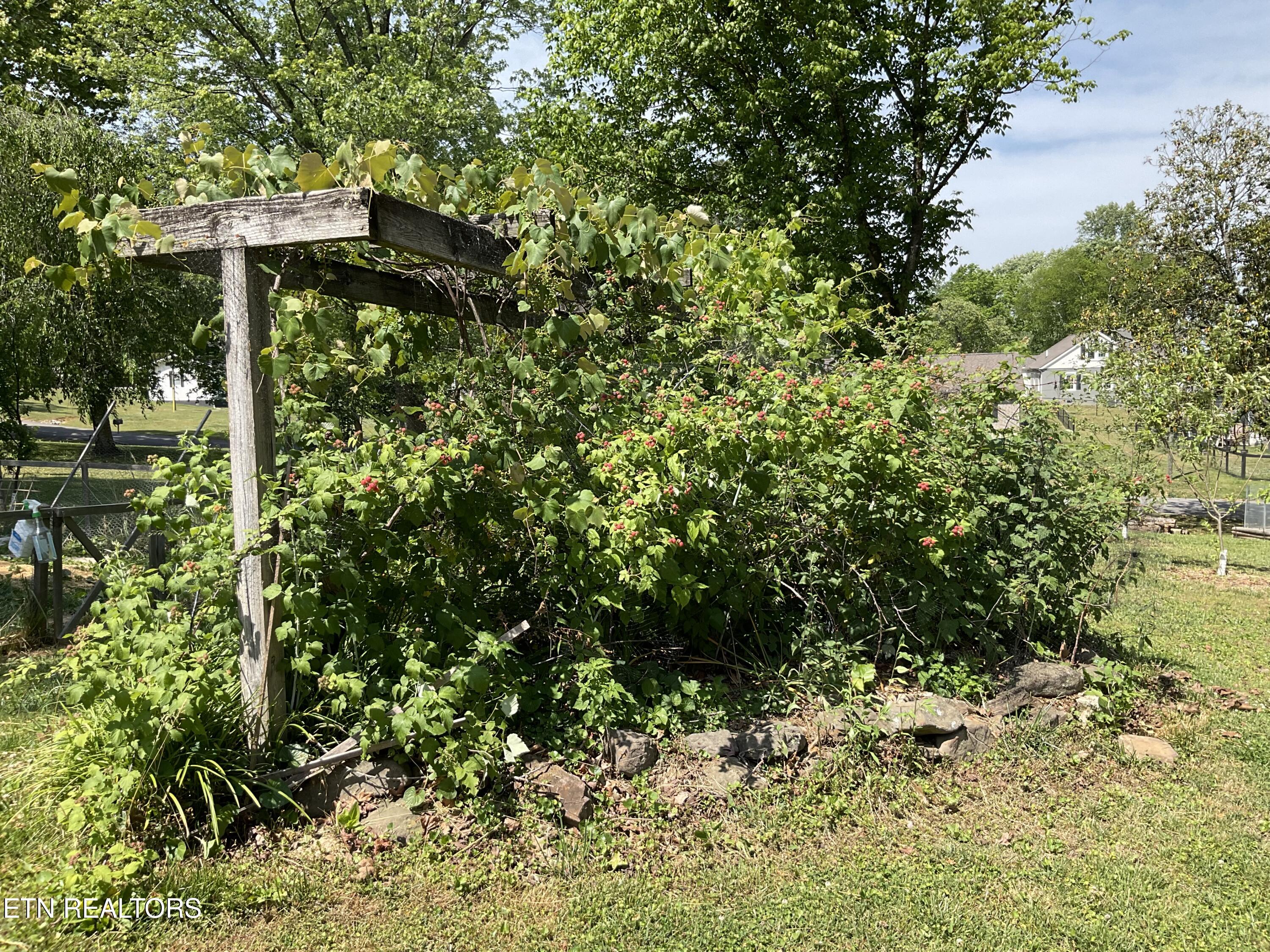 328 Ridgeview Drive Clinton, TN 37716 - Photo 39 of 45 Berries