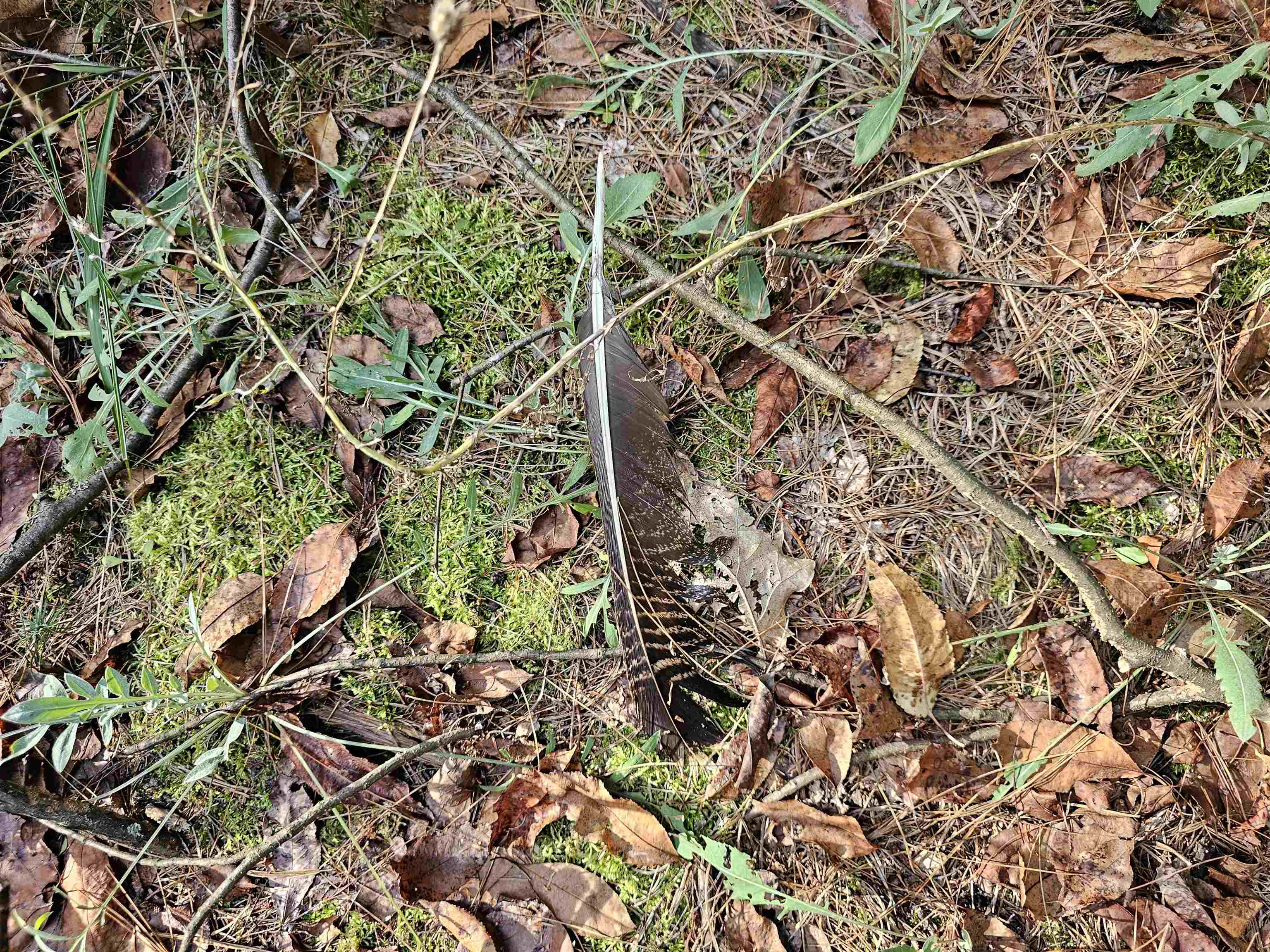 9028 County Road North Almond, WI 54909 - Photo 8 of 27