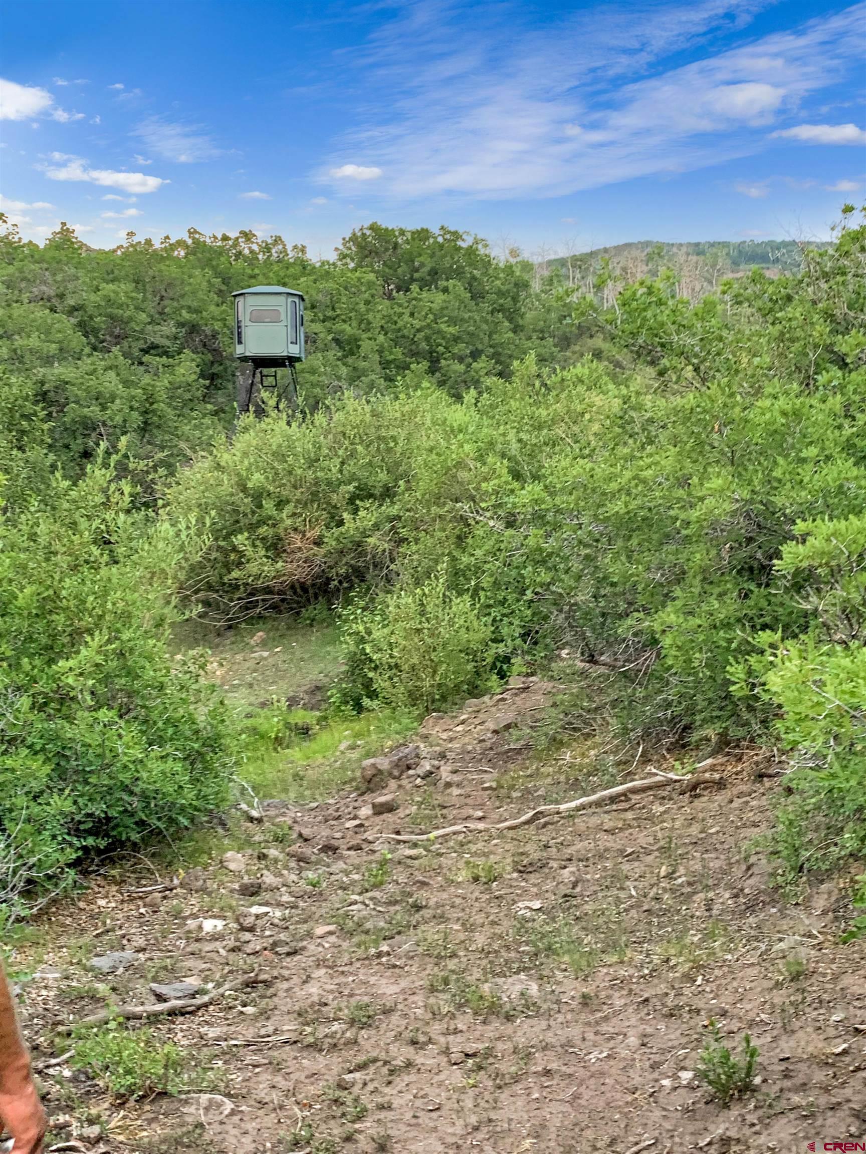 Lot 1 Aspen Hills Road Cedaredge, CO 81413 - Photo 7 of 32 a view of a big yard with large trees