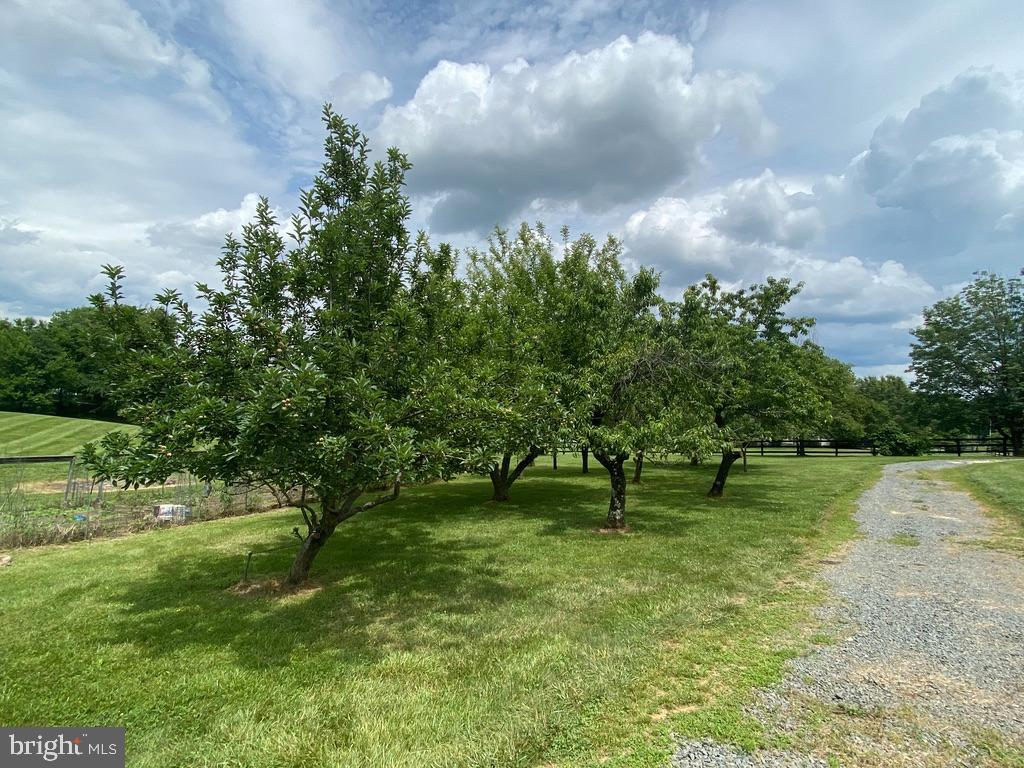 36716 North Fork Road Purcellville, VA 20132 - Photo 72 of 78 Fruit Trees