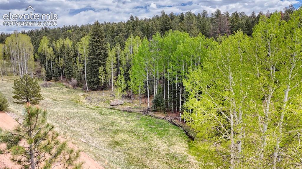 42 Rabbit Circle Florissant, CO 80816 - Photo 6 of 20 a view of a yard with a tree