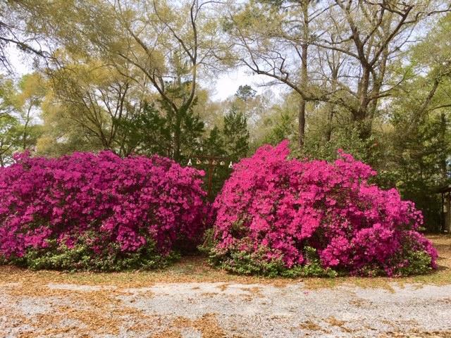 199 Ritzman Road DeFuniak Springs, FL 32433 - Photo 36 of 57 Mature Plantings