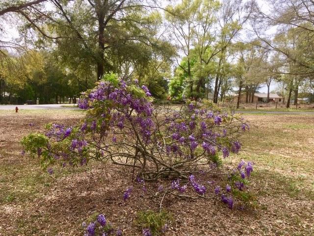 199 Ritzman Road DeFuniak Springs, FL 32433 - Photo 47 of 57 Wysteria Shrub