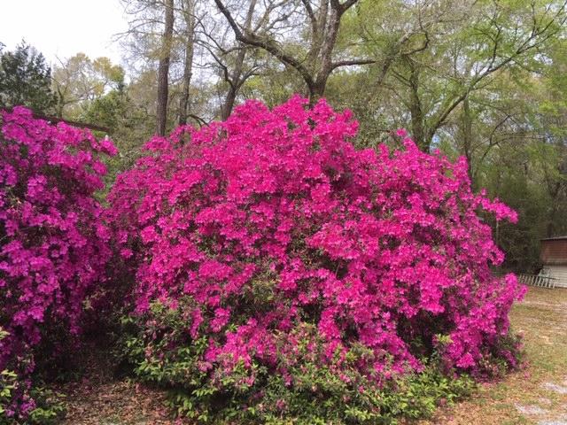 199 Ritzman Road DeFuniak Springs, FL 32433 - Photo 48 of 57 Beautiful Shrubs!