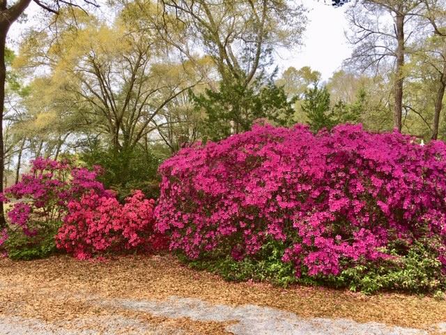 199 Ritzman Road DeFuniak Springs, FL 32433 - Photo 49 of 57 Side Yard Azeleas
