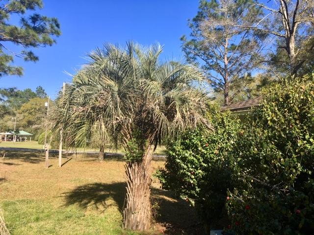 199 Ritzman Road DeFuniak Springs, FL 32433 - Photo 50 of 57 Palm Tree in Back Yard