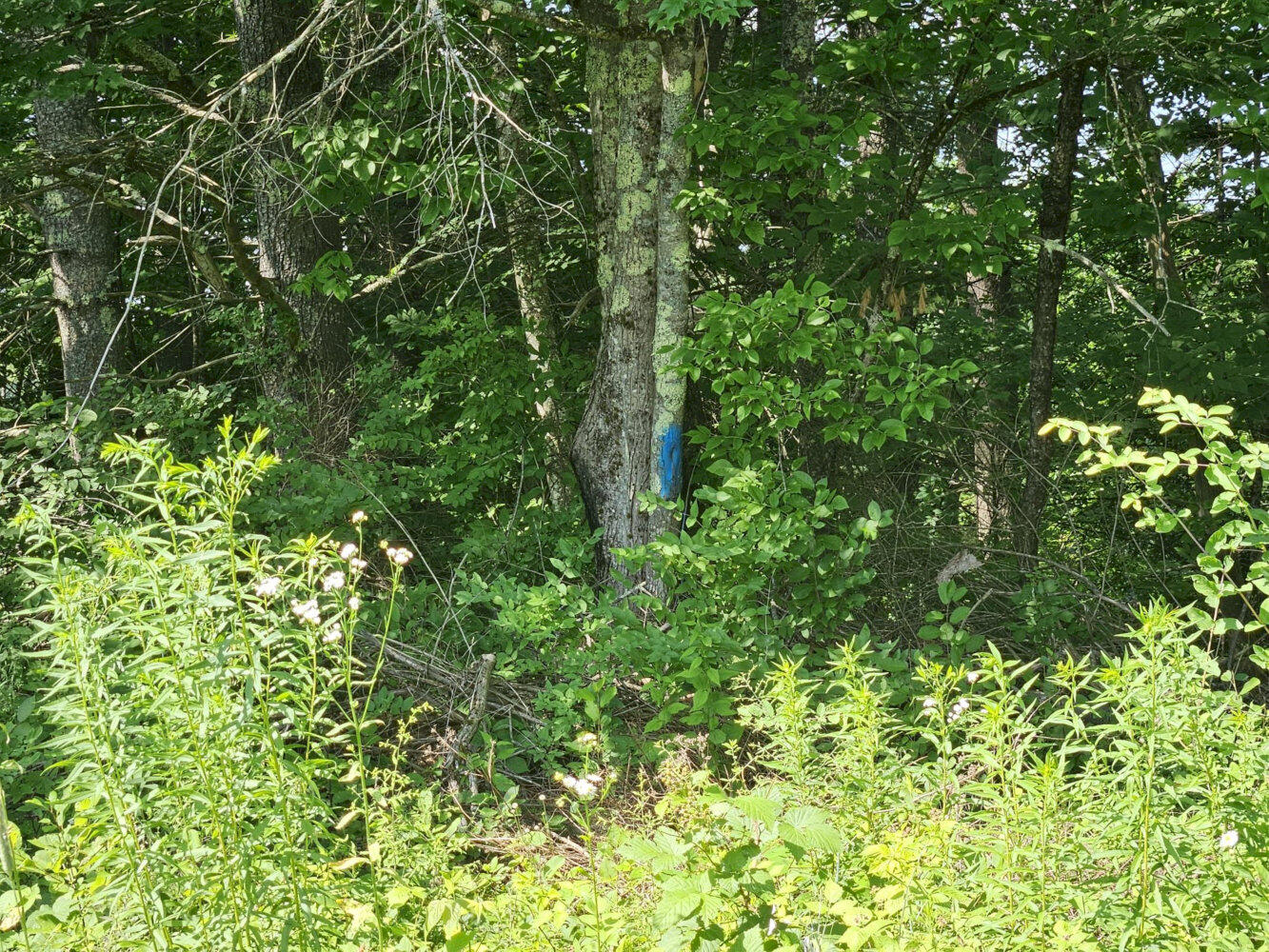 1029 East River Road Skowhegan, ME 04976 - Photo 47 of 47 20260703_101856_result