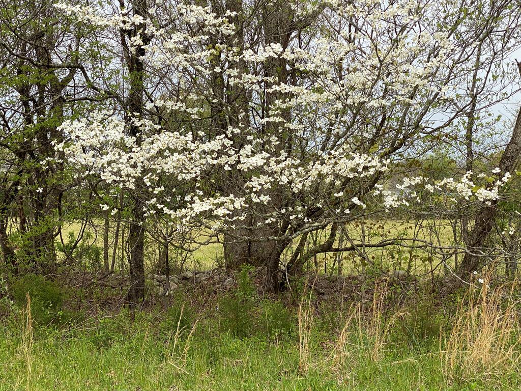 Tbd Blake Road Greeneville, TN 37743 - Photo 8 of 25 9F7E3E5E-A0AA-4BF9-9982-5D1AF226A5EC