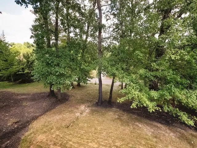 a view of a forest with trees