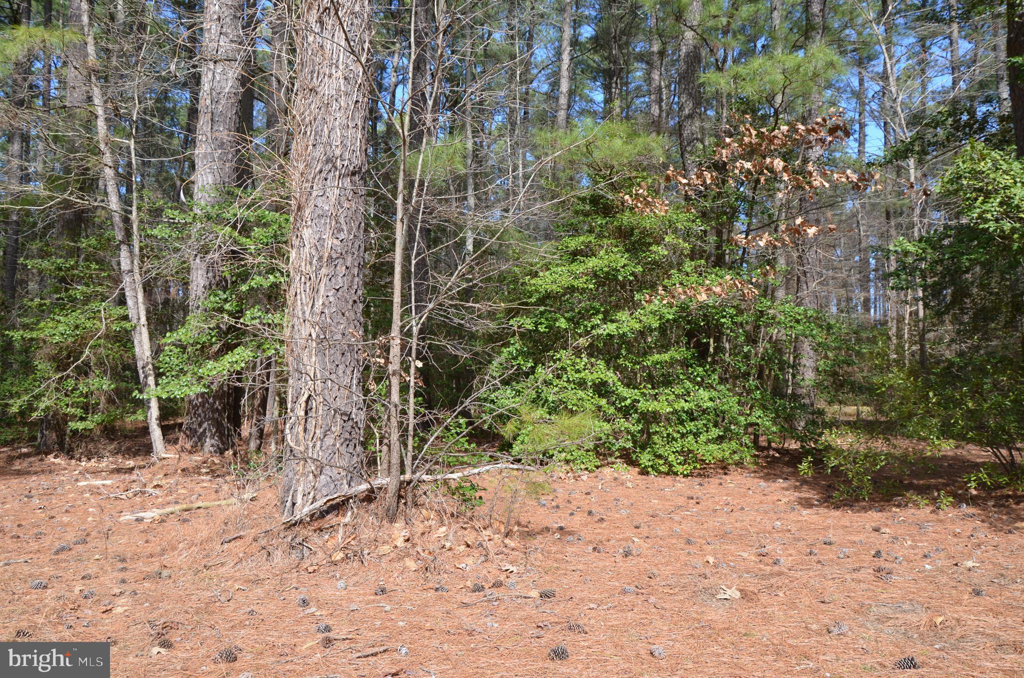351 North Glebe Road Montross, VA 22520 - Photo 1 of 10 Gallery Image 1