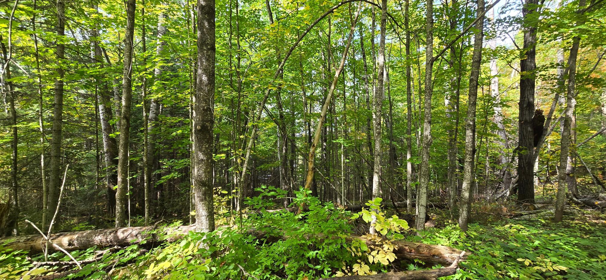 Lot 1 Bartsch Road Presque Isle, WI 54557 - Photo 2 of 50 Gallery Image 2